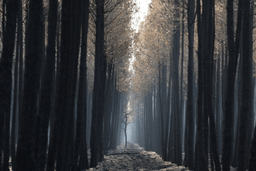 The light flows through a charred forest near Ares, during wildfires in southwestern France, Thursday, July 30, 2026. (AP Photo/Baz Ratner)